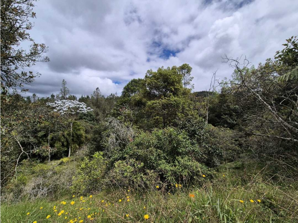 Finca en venta en la Ceja - Llanogrande