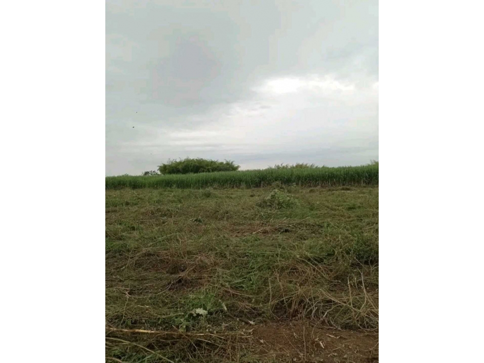VENTA LOTE EN CALOTO VDA LA ARROBLEDA - 1