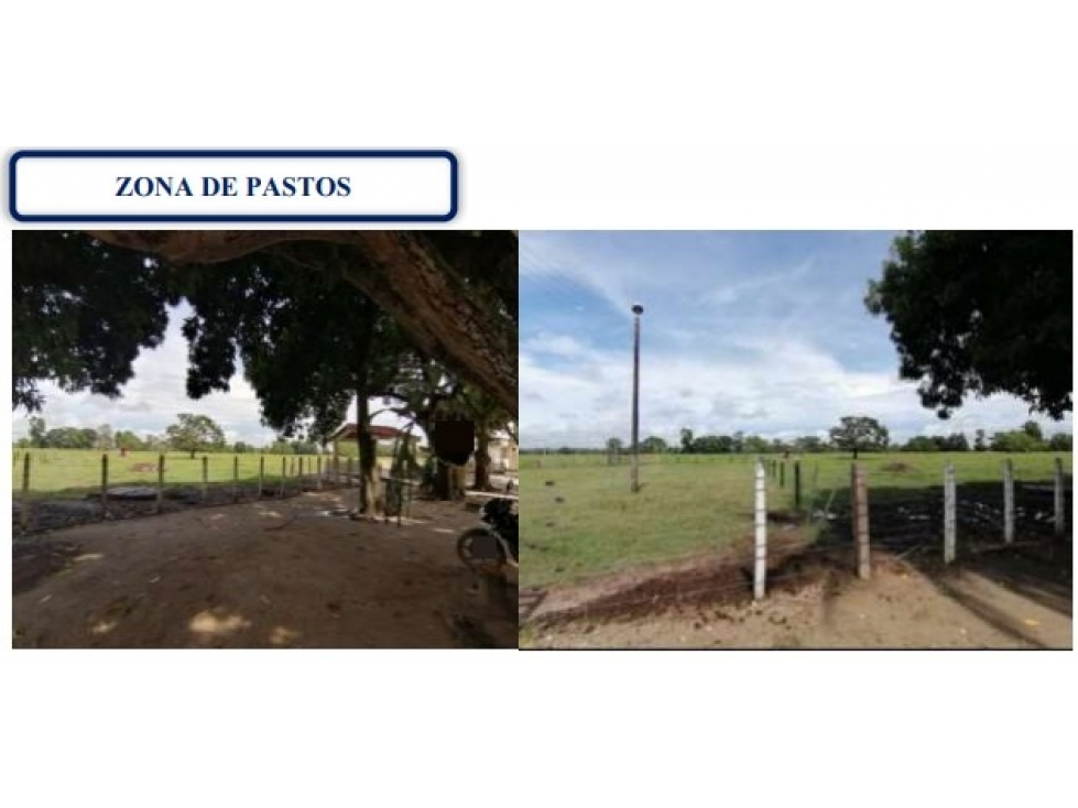 EL BUFALO - 2
