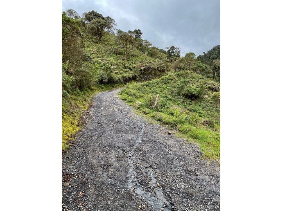 EL PINO - 1
