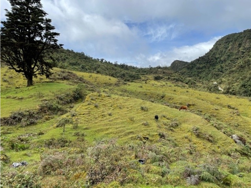EL PINO - 3