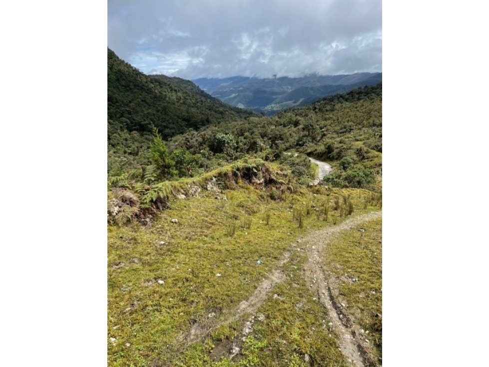 EL PINO - 4