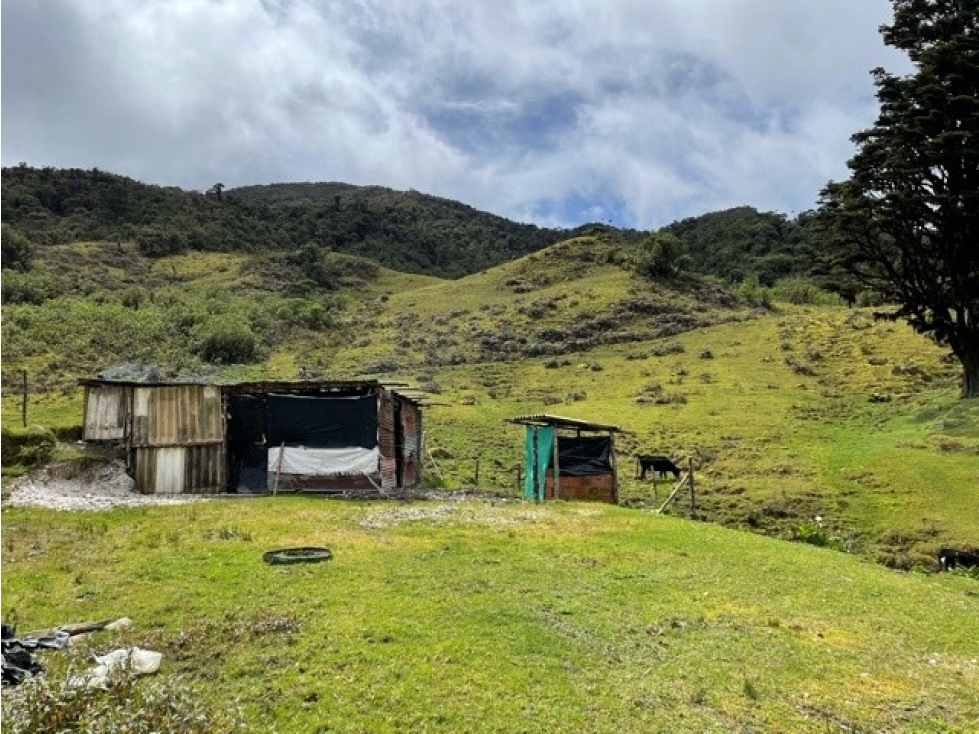 EL PINO - 5