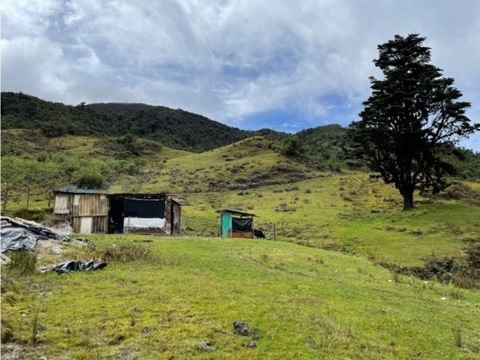 EL PINO - 6