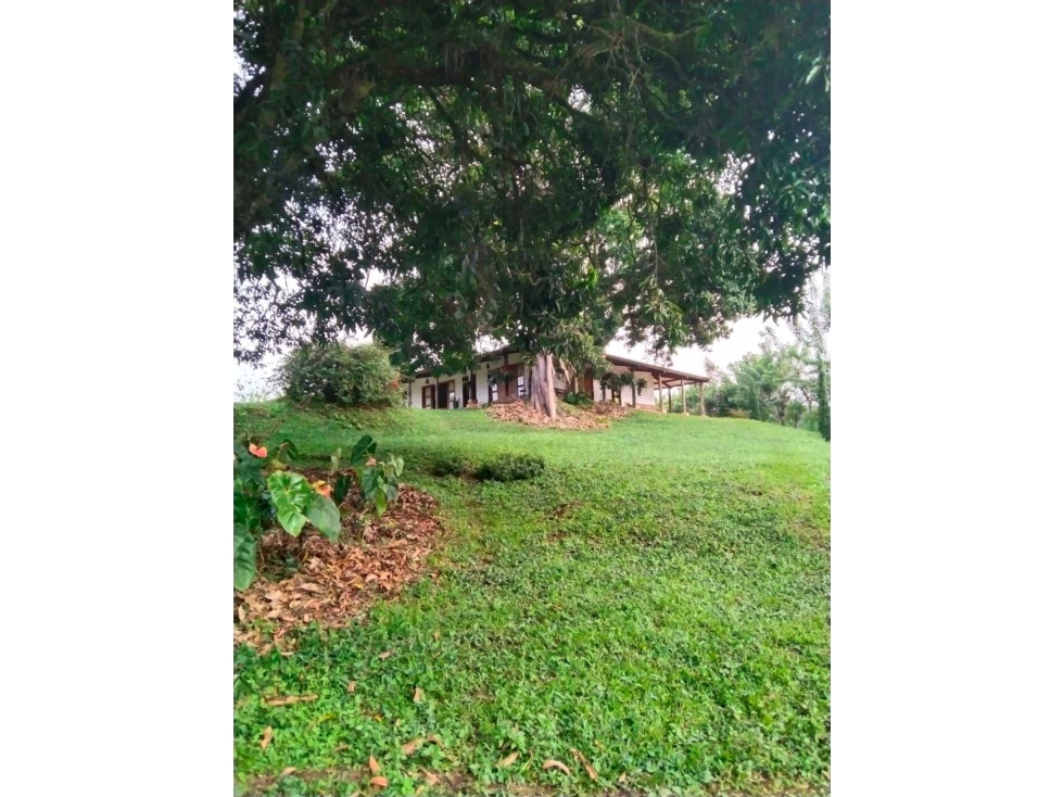 En venta finca Chinchina - 2