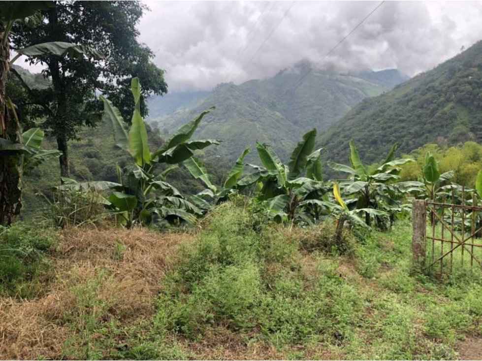 En VENTA finca cultivada en platano en Pijao Q - 3
