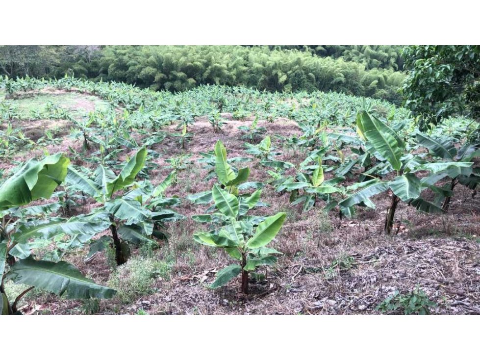 En VENTA finca cultivada en platano en Pijao Q - 4