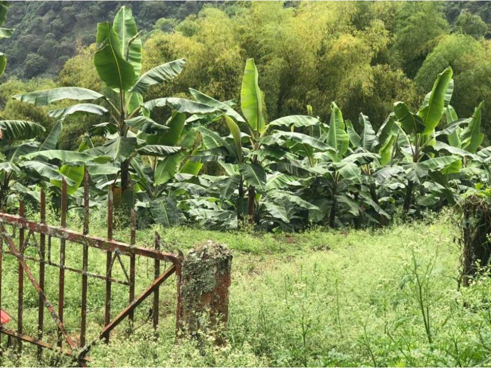 En VENTA finca cultivada en platano en Pijao Q - 5