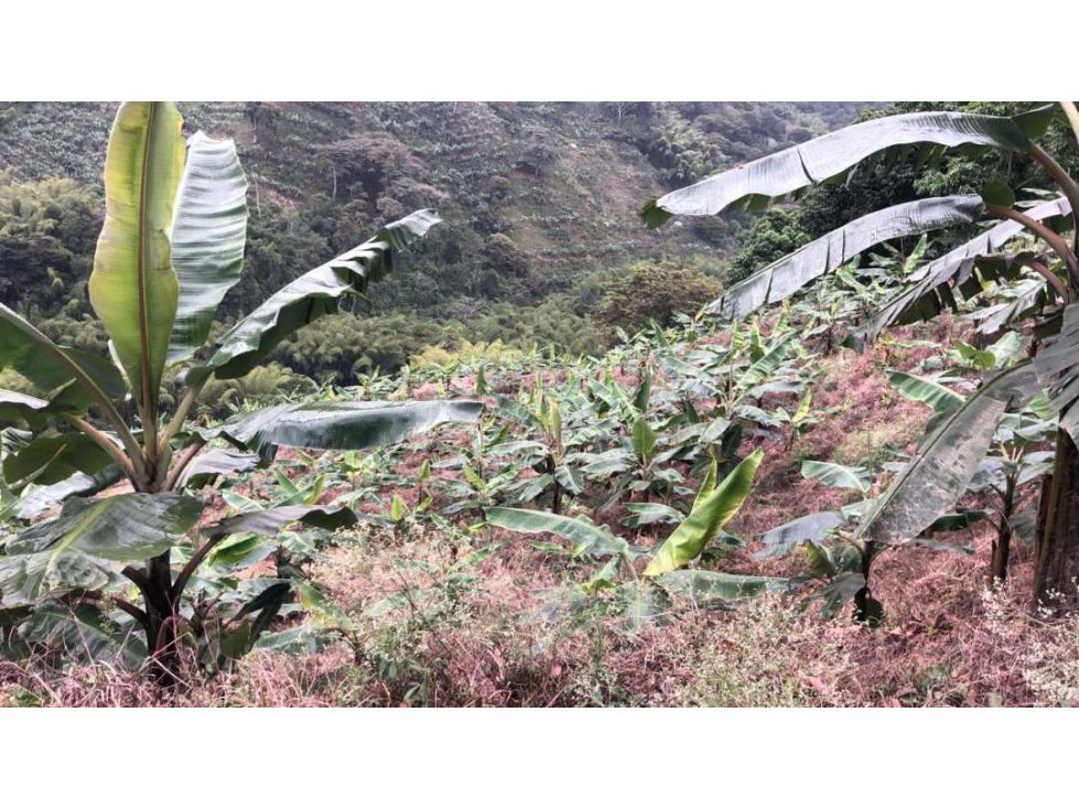 En VENTA finca cultivada en platano en Pijao Q - 6