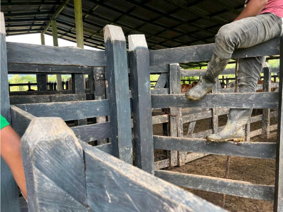 EN VENTA FINCA DE 45 HECTAREAS EN TIERRALTA - 2