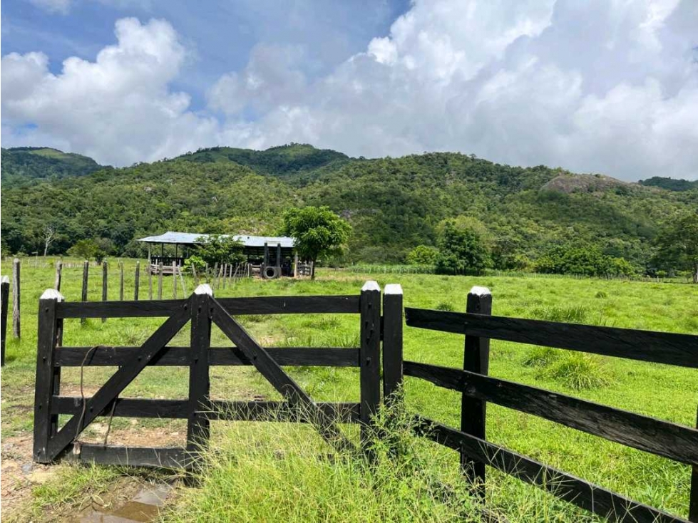 EN VENTA FINCA DE 45 HECTAREAS EN TIERRALTA - 4