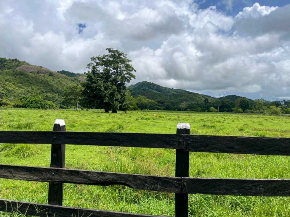 EN VENTA FINCA DE 45 HECTAREAS EN TIERRALTA - 5
