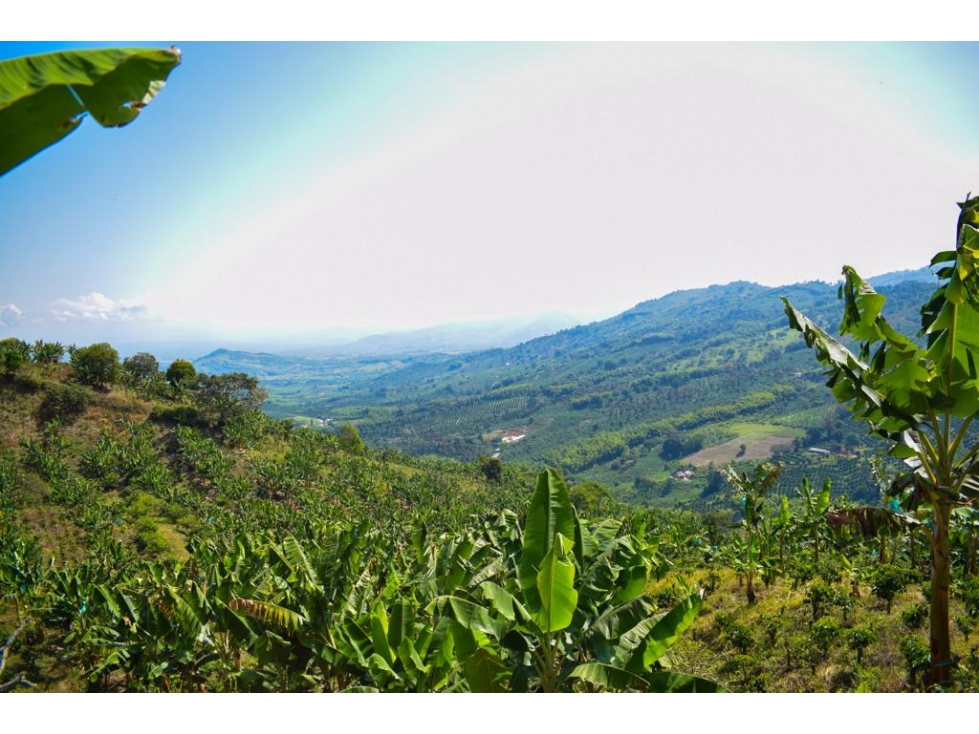 EN VENTA FINCA PRODUCTIVA EN SEVILLA - VALLE DEL CAUCA - 2