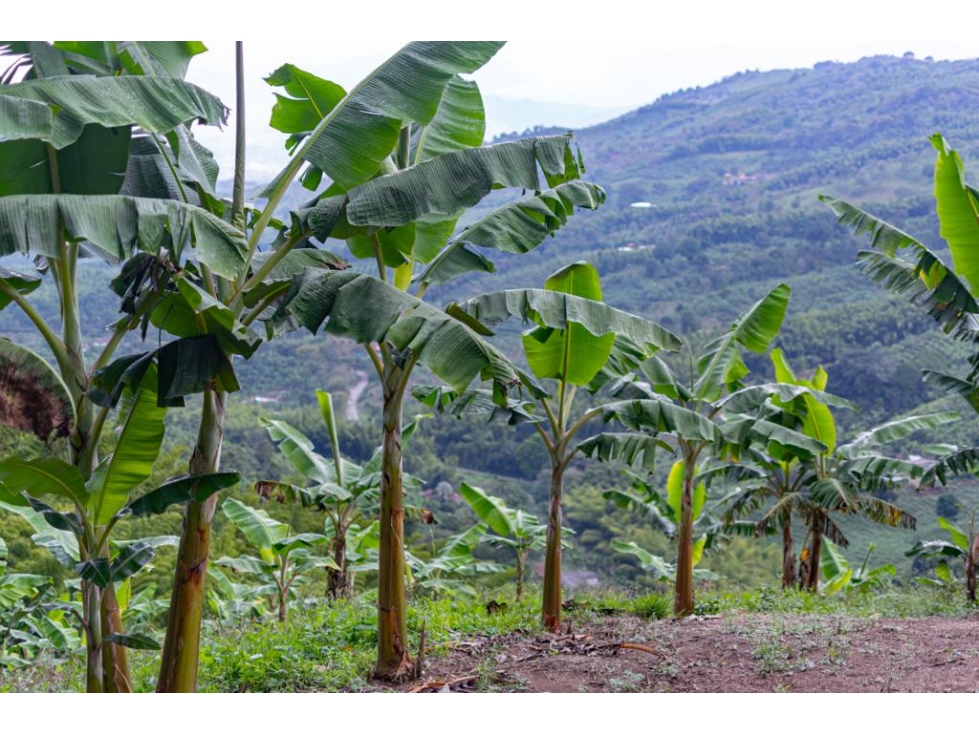 EN VENTA FINCA PRODUCTIVA EN SEVILLA - VALLE DEL CAUCA - 3