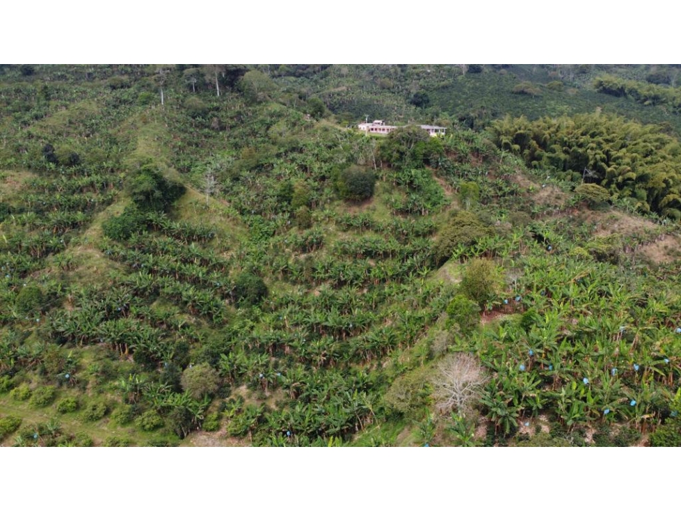 EN VENTA FINCA PRODUCTIVA EN SEVILLA - VALLE DEL CAUCA - 5