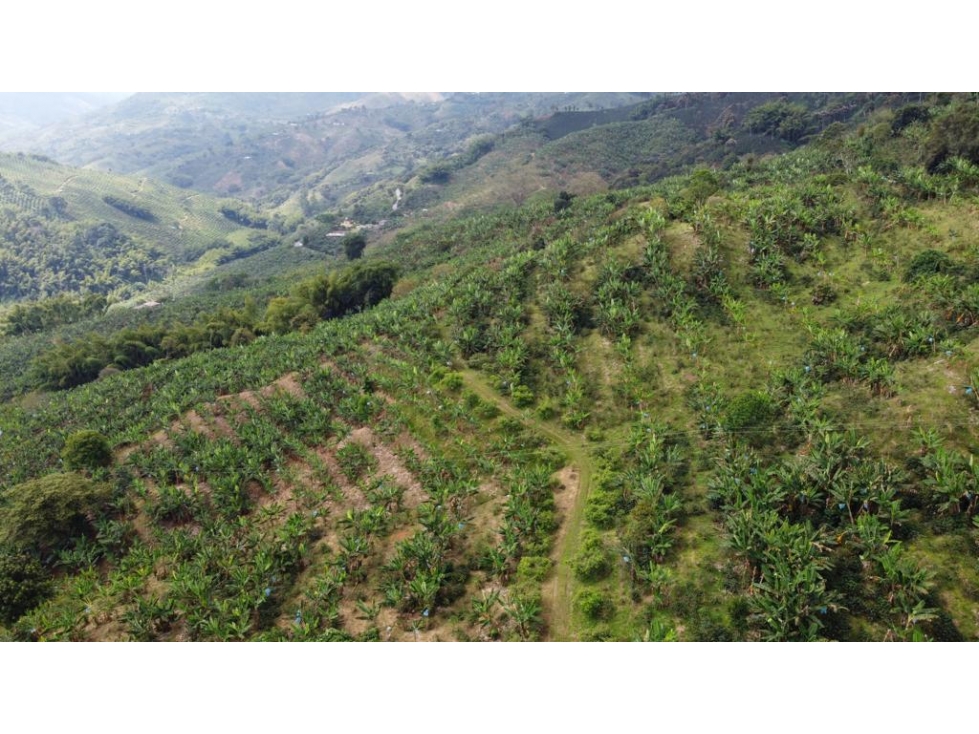 EN VENTA FINCA PRODUCTIVA EN SEVILLA - VALLE DEL CAUCA - 6