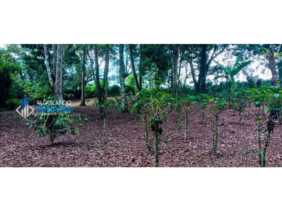 En venta hermosa finca con casa incluida, para proyecto turístico/agro - 4