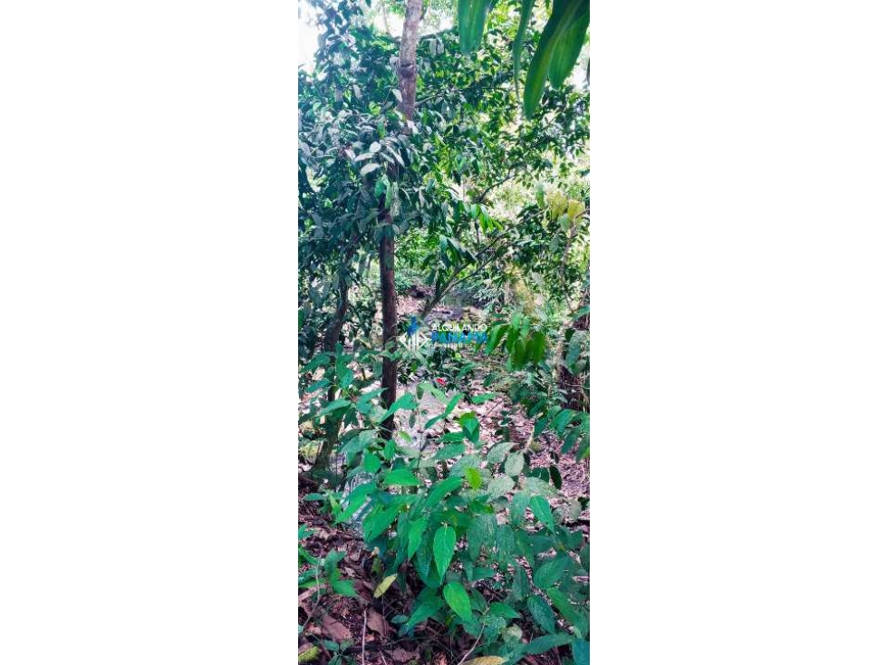 En venta hermosa finca con casa incluida, para proyecto turístico/agro - 5