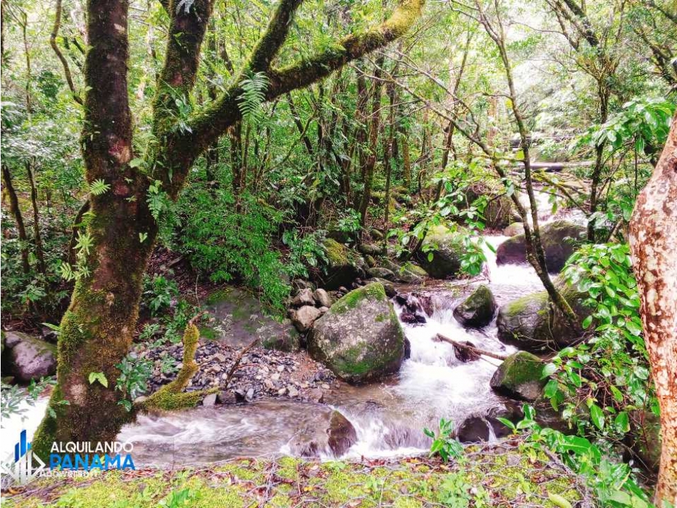 Vendo finca de 4.7 ha, de café y cítricos en India Vieja, Boquete — foto 2