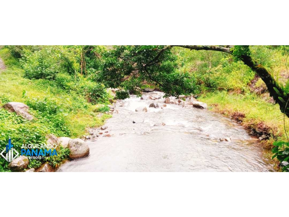 Vendo finca de 4.7 ha, de café y cítricos en India Vieja, Boquete — foto 4