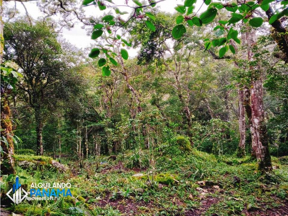 Vendo finca de 4.7 ha, de café y cítricos en India Vieja, Boquete — foto 6