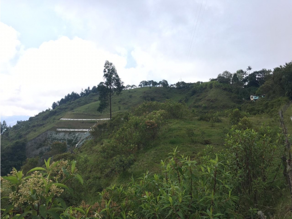 EN VENTA TERRENO DE 24,7 HECTAREAS VIA CERRO DE ORO EN MANIZALES — foto 3