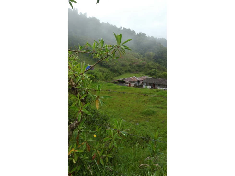 EN VENTA TERRENO DE 24,7 HECTAREAS VIA CERRO DE ORO EN MANIZALES — foto 4