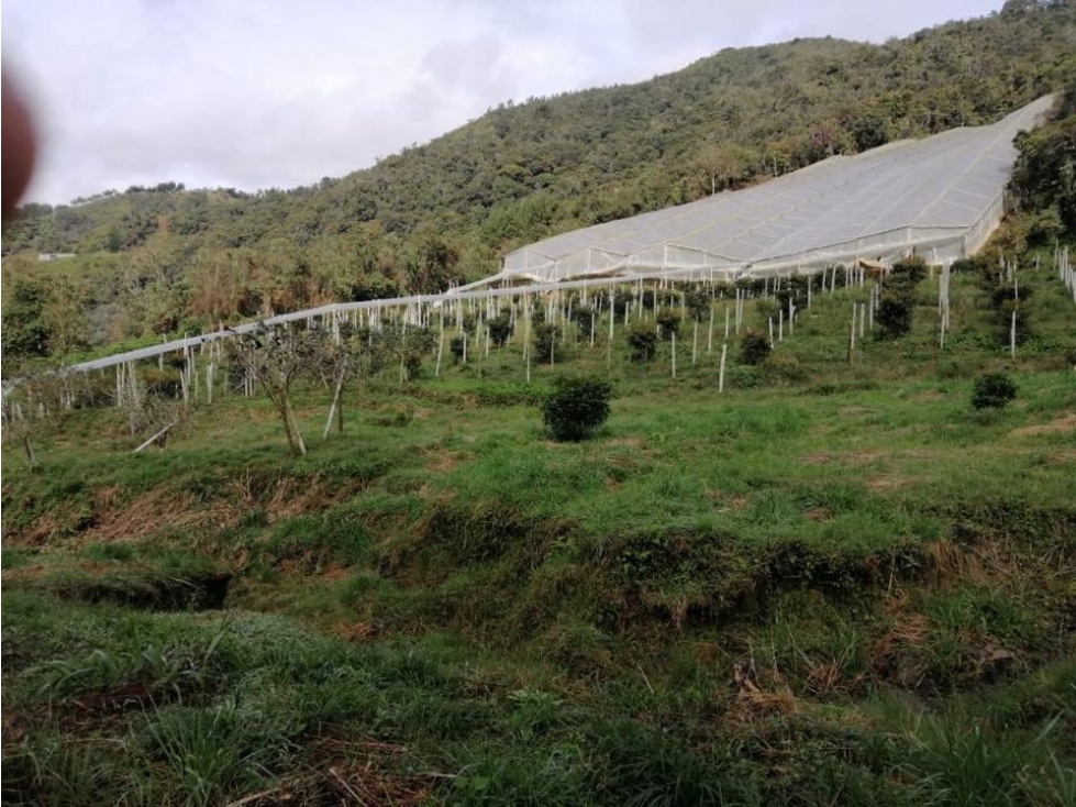 ENCANTADOR LOTE EN VENTA CON PRODUCCIÓN DE AGUACATES SAN VICENTE — foto 3