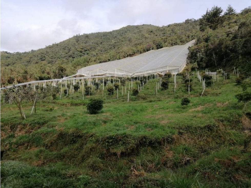 ENCANTADOR LOTE EN VENTA CON PRODUCCIÓN DE AGUACATES SAN VICENTE — foto 4