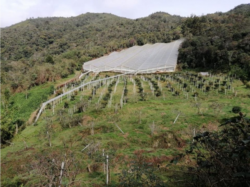 ENCANTADOR LOTE EN VENTA CON PRODUCCIÓN DE AGUACATES SAN VICENTE — foto 2