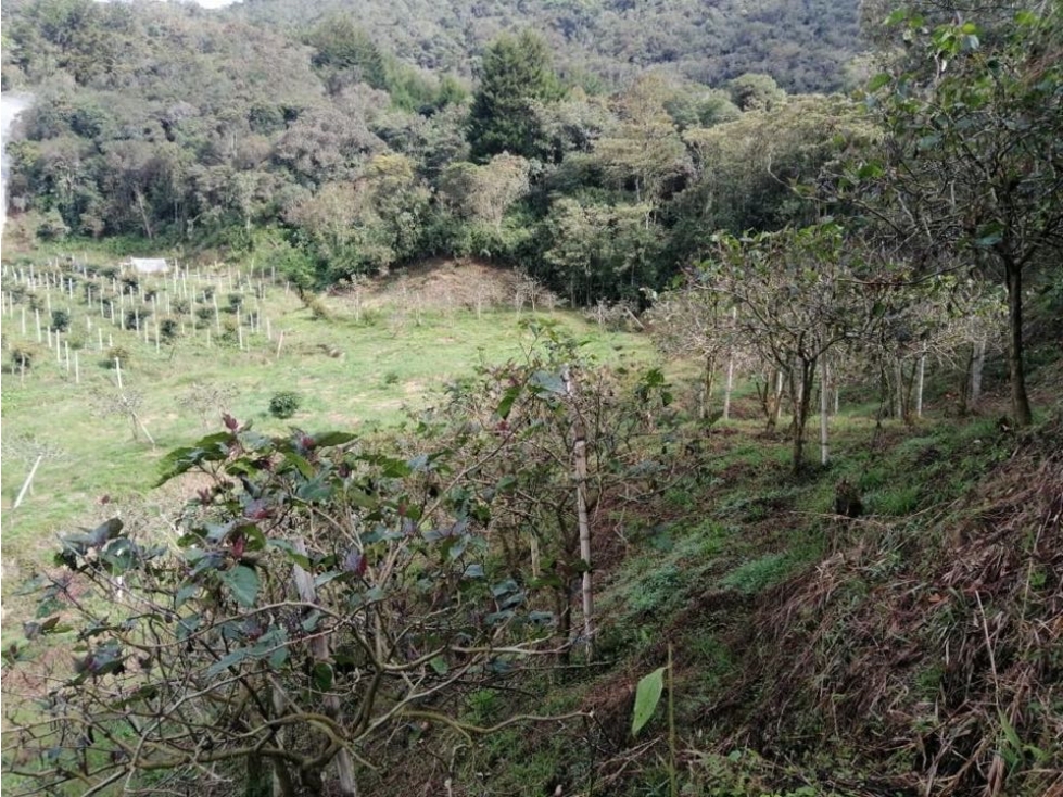 ENCANTADOR LOTE EN VENTA CON PRODUCCIÓN DE AGUACATES SAN VICENTE — foto 5