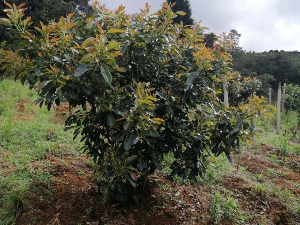 ENCANTADOR LOTE EN VENTA CON PRODUCCIÓN DE AGUACATES SAN VICENTE — foto 6
