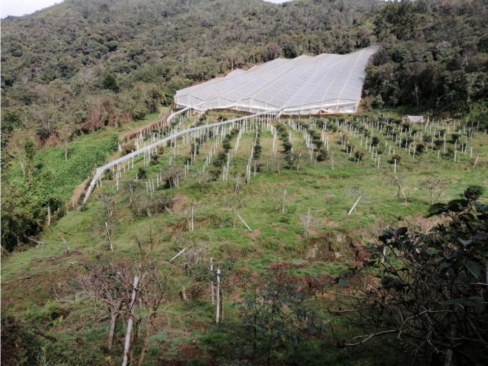 ENCANTADOR LOTE EN VENTA CON PRODUCCIÓN DE AGUACATES SAN VICENTE
