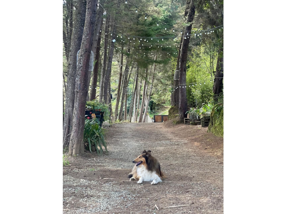 Encantadora finca en El Retiro vereda Nazareth — foto 6