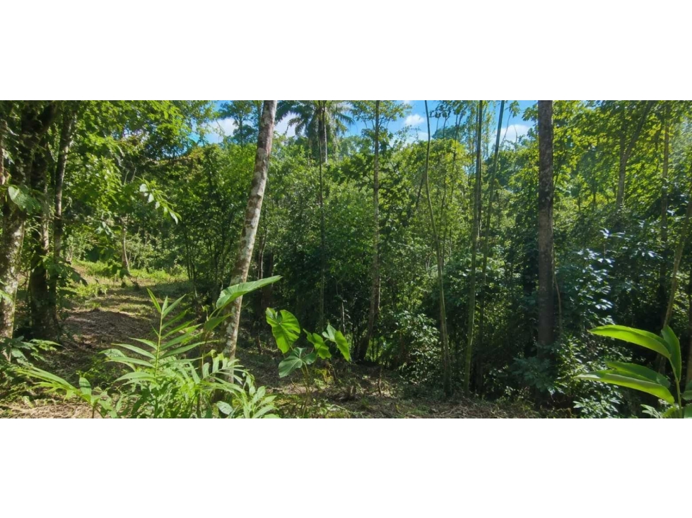 Espectacular lote campestre en venta Pereira - via Armenia - 6