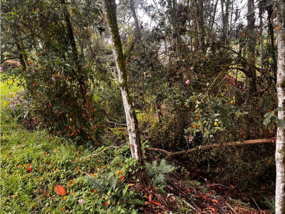 ESPECTACULAR LOTE EN PARCELACIÓN EN VENTA - EL CARMEN DE VÍBORAL ANT. — foto 3