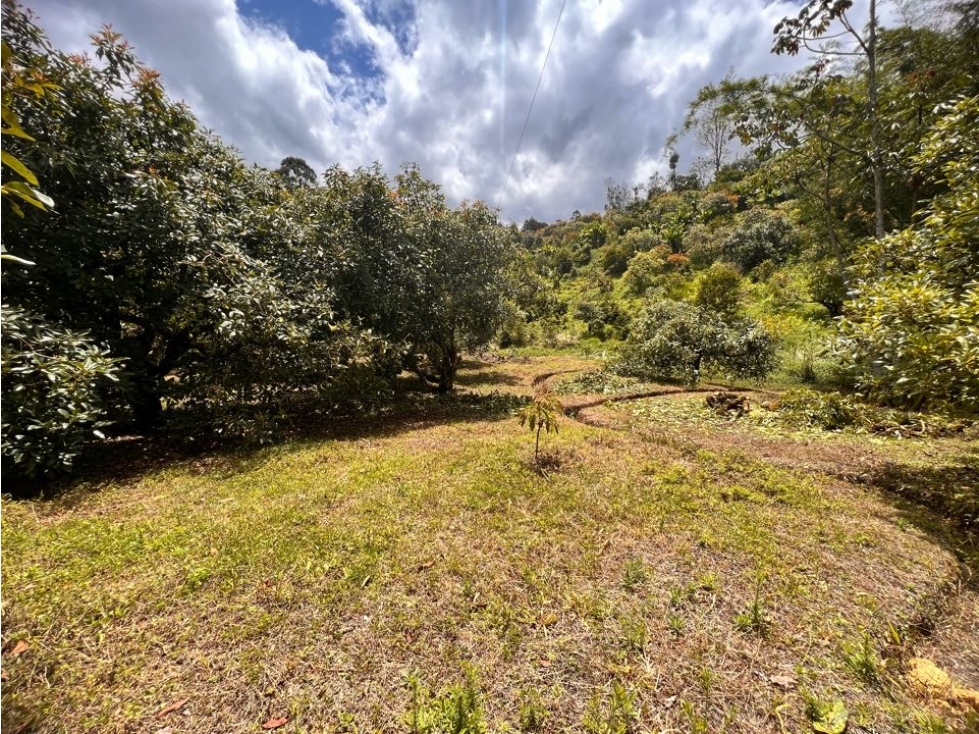 ESPECTACULAR LOTE EN VENTA CON AGUA PROPIA, BOSQUE, VISTA Y UBICACIÓN. — foto 6
