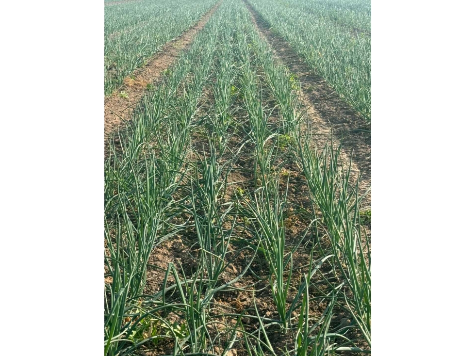 CAMPO 1300 HAS, AGRICOLAS, SANTIAGO DEL ESTERO, ARGENTINA - 2
