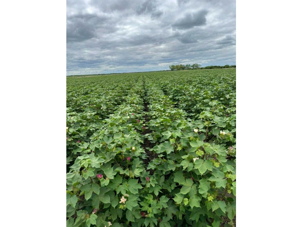 CAMPO 1300 HAS, AGRICOLAS, SANTIAGO DEL ESTERO, ARGENTINA - 3
