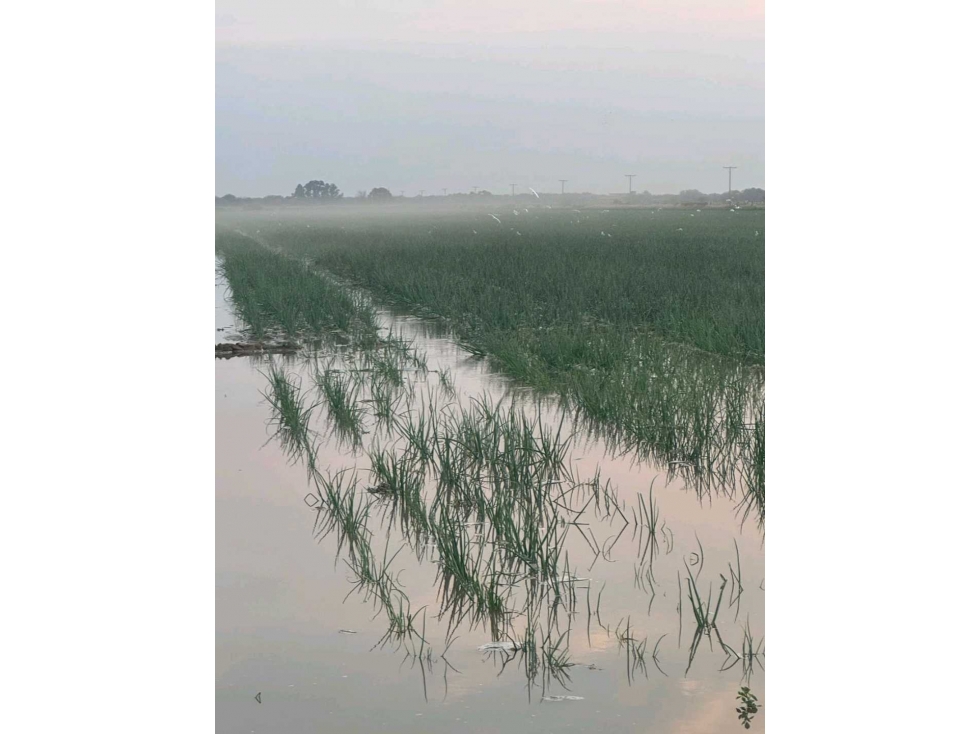 CAMPO 1300 HAS, AGRICOLAS, SANTIAGO DEL ESTERO, ARGENTINA - 4