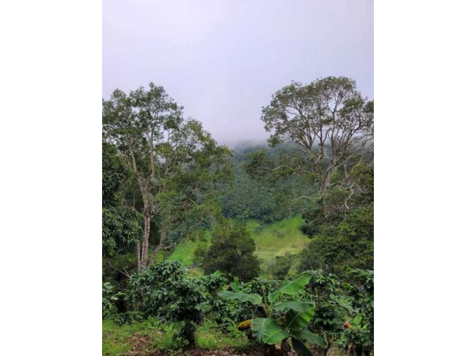 Estupenda oportunidad en Boquete! Se vende preciosa finca súper precio - 1