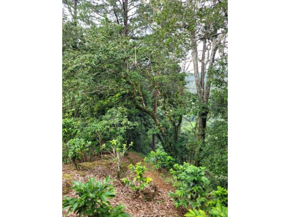 Estupenda oportunidad en Boquete! Se vende preciosa finca súper precio - 2