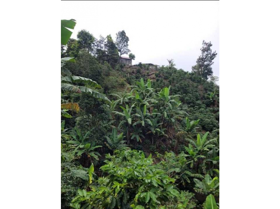 Estupenda oportunidad en Boquete! Se vende preciosa finca súper precio - 3