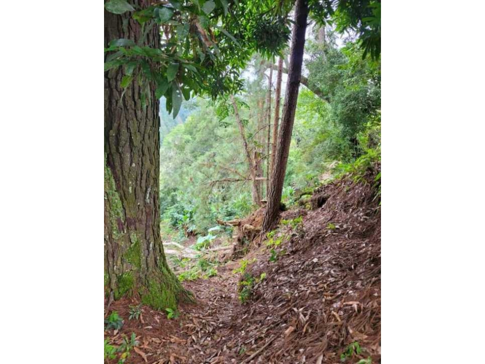 Estupenda oportunidad en Boquete! Se vende preciosa finca súper precio - 4