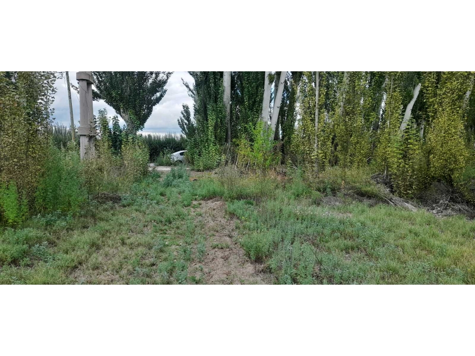 Exclusiva finca en venta |8 hectáreas |calle el Álamo Tupungato - 3