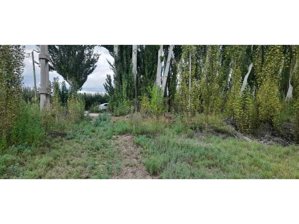 Exclusiva finca en venta |8 hectáreas |calle el Álamo Tupungato - 6