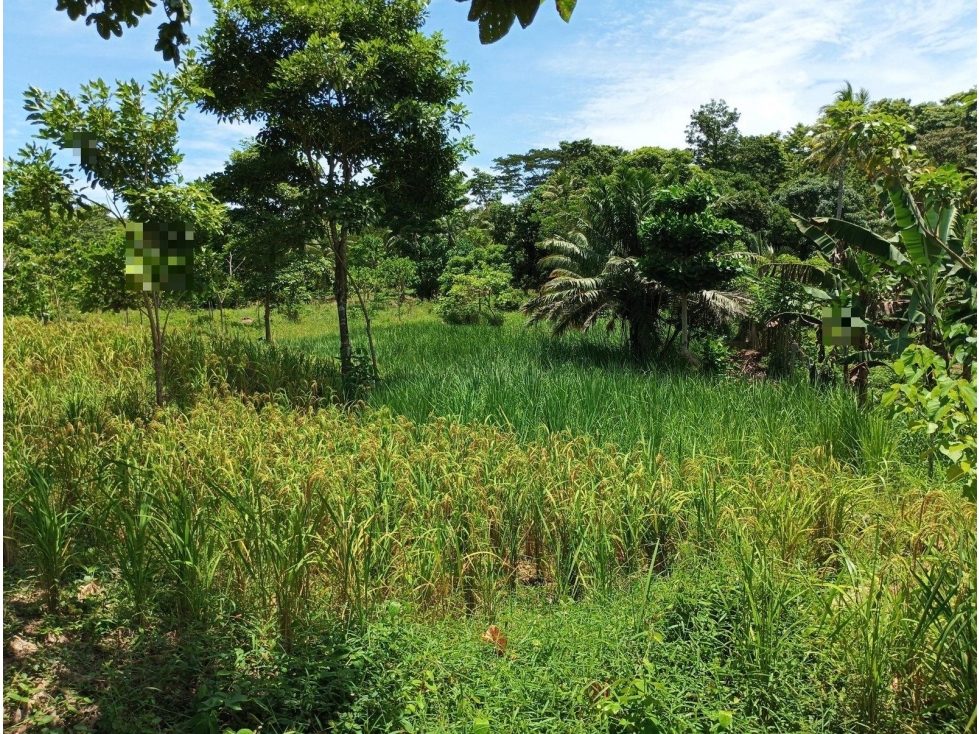 FI NUEVO PARAISO - 2