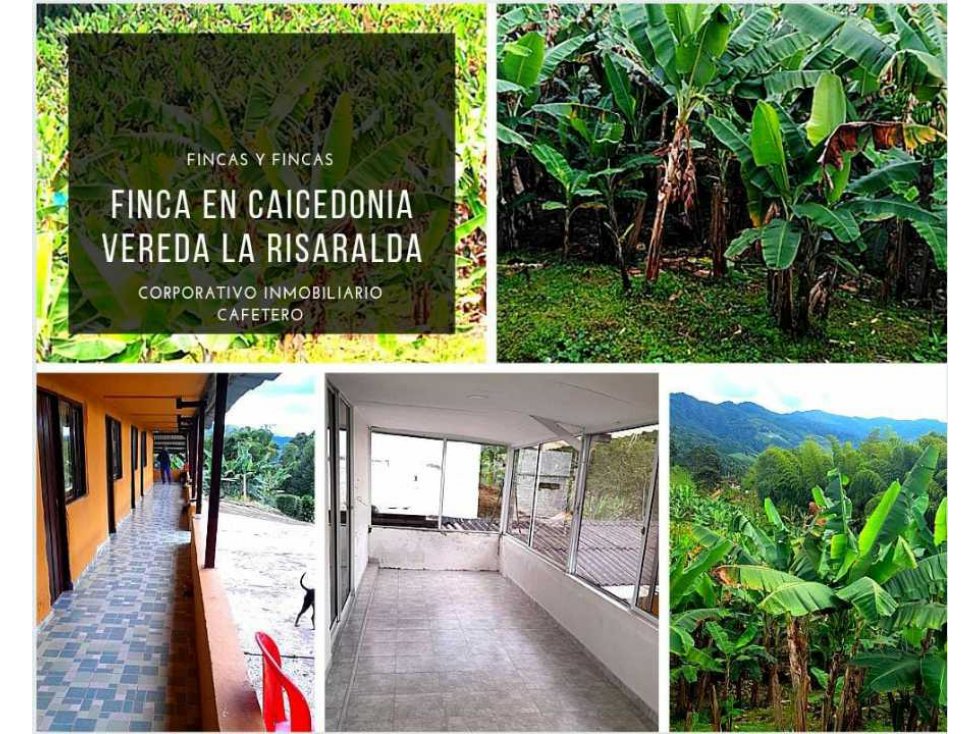 SE VEN-PERMUTA FICA EN CAICEDONIA VEREDA LA RISARALDA 4846 - 1