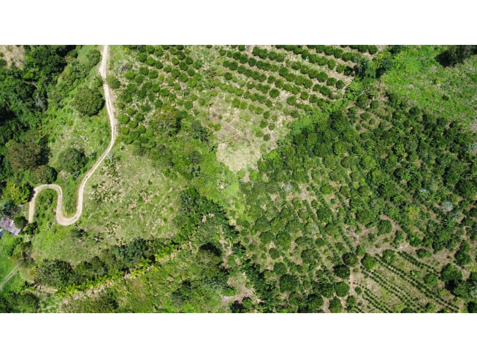 FINCA 15 HECTÁREAS LA VIRGINIA RDA - 2
