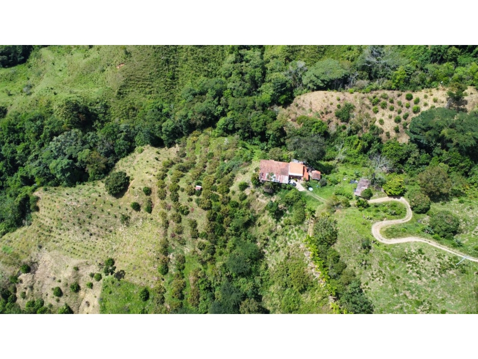 FINCA 15 HECTÁREAS LA VIRGINIA RDA - 3